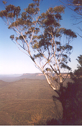 Blue Mountains