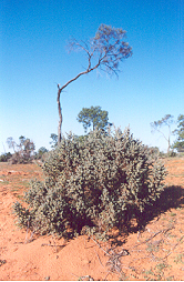 Vers Mango National Park