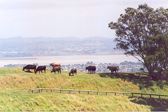 Mount Eden