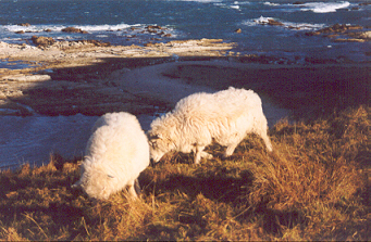 Moutons 