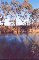 Murray River