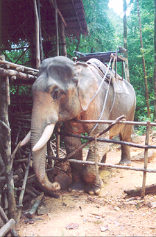 Khao Sok National Park